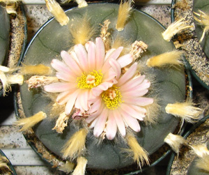L.W. var. texana in flower